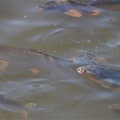 Cyprinus carpio at Yarralumla, ACT - 12 Nov 2014 12:24 PM