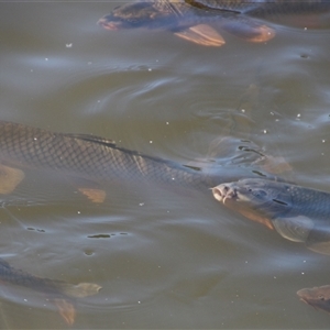 Cyprinus carpio at Yarralumla, ACT - 12 Nov 2014