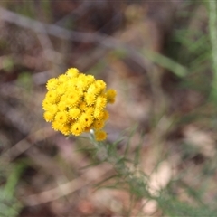 Chrysocephalum semipapposum (Clustered Everlasting) at Watson, ACT - 9 Nov 2014 by Jennybach