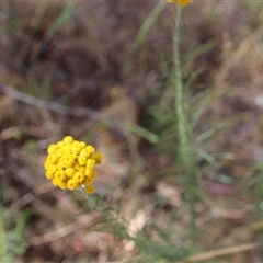 Chrysocephalum semipapposum at Watson, ACT - 9 Nov 2014