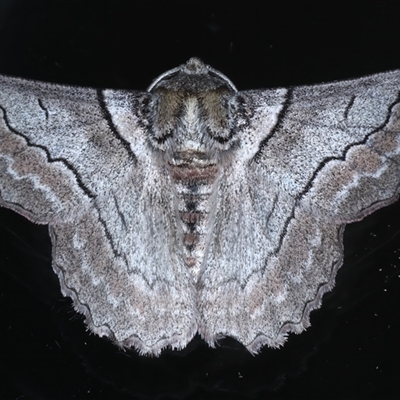 Hypobapta tachyhalotaria (Varied Grey) at Rosedale, NSW - 28 Oct 2024 by jb2602