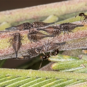 Cicadellidae (family) at Bruce, ACT - 30 Oct 2024