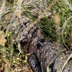 Tiliqua rugosa (Shingleback Lizard) at Watson, ACT - 8 Nov 2014 by Jennybach