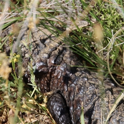 Tiliqua rugosa (Shingleback Lizard) at Watson, ACT - 8 Nov 2014 by Jennybach