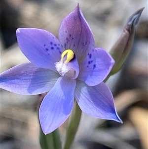 Thelymitra simulata at Acton, ACT - suppressed