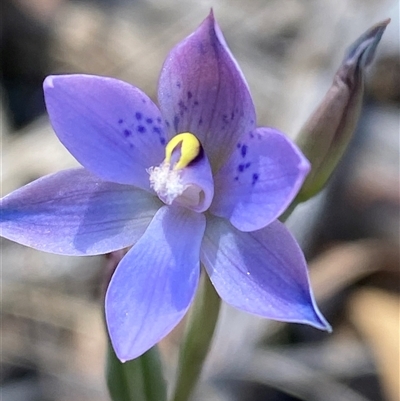 Thelymitra simulata (Graceful Sun-orchid) at Acton, ACT - 29 Oct 2024 by lisarobins