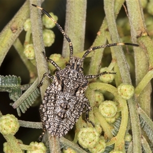 Alcaeus varicornis at Bruce, ACT - 30 Oct 2024