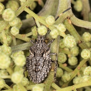 Alcaeus varicornis at Bruce, ACT - 30 Oct 2024 11:26 AM