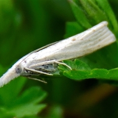 Culladia cuneiferellus (Crambinae moth) at Acton, ACT - 1 Nov 2024 by Thurstan