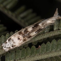 Erechthias mystacinella (Tineidae) at Bruce, ACT - 30 Oct 2024 by kasiaaus