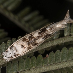 Erechthias mystacinella at Bruce, ACT - 30 Oct 2024 11:30 AM