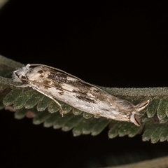 Erechthias mystacinella at Bruce, ACT - 30 Oct 2024 11:30 AM