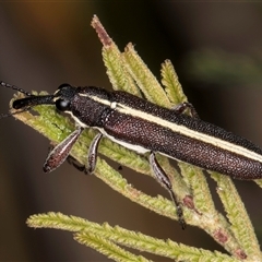 Rhinotia suturalis (Belid weevil) at Bruce, ACT - 30 Oct 2024 by kasiaaus