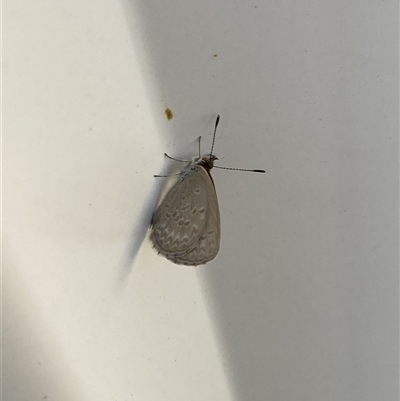 Zizina otis (Common Grass-Blue) at Lyons, ACT - 31 Oct 2024 by ran452