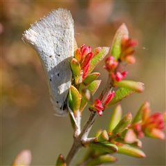 Thalerotricha mylicella (A concealer moth) at Rossi, NSW - 29 Oct 2024 by DPRees125