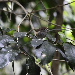 Acanthiza pusilla at Jamberoo, NSW - 1 Nov 2024