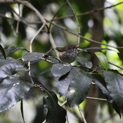 Acanthiza pusilla (Brown Thornbill) at Jamberoo, NSW - 1 Nov 2024 by plants