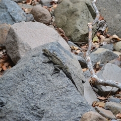 Intellagama lesueurii (Australian Water Dragon) at Jamberoo, NSW - 1 Nov 2024 by plants