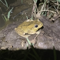 Litoria peronii (Peron's Tree Frog, Emerald Spotted Tree Frog) at Strathnairn, ACT - 29 Oct 2024 by Eland