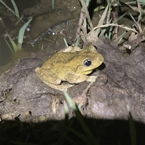 Litoria peronii at Strathnairn, ACT - 29 Oct 2024 08:34 PM