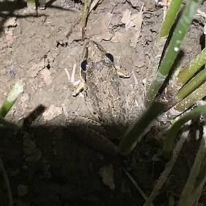 Litoria latopalmata at Strathnairn, ACT - 29 Oct 2024