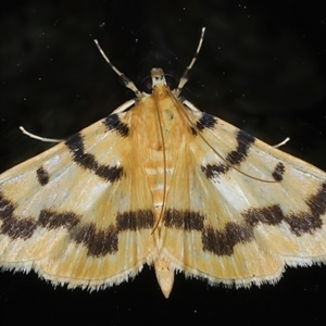 Dichocrocis clytusalis at Rosedale, NSW - 28 Oct 2024