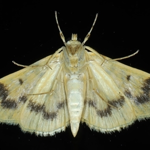 Dichocrocis clytusalis at Rosedale, NSW - 28 Oct 2024