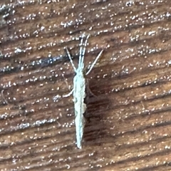 Plutella xylostella at Aranda, ACT - 31 Oct 2024 05:52 PM