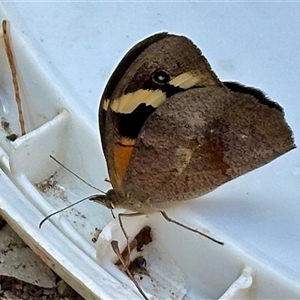 Heteronympha merope at Aranda, ACT - 1 Nov 2024 03:07 PM