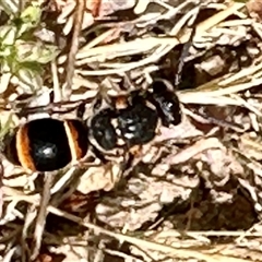 Eumeninae (subfamily) (Unidentified Potter wasp) at Aranda, ACT - 1 Nov 2024 by KMcCue