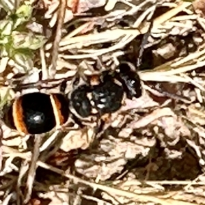 Eumeninae (subfamily) at Aranda, ACT - 1 Nov 2024