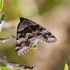 Dichromodes ainaria (A geometer or looper moth) at Rossi, NSW - 29 Oct 2024 by DPRees125