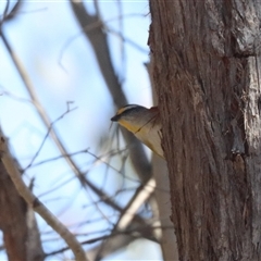 Pardalotus striatus (Striated Pardalote) at Forde, ACT - 27 Oct 2024 by HappyWanderer