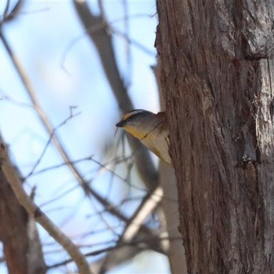 Pardalotus striatus (Striated Pardalote) at Forde, ACT - 26 Oct 2024 by HappyWanderer