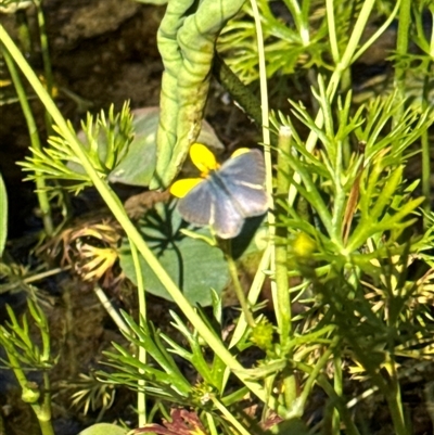 Zizina otis (Common Grass-Blue) at Aranda, ACT - 1 Nov 2024 by Jubeyjubes