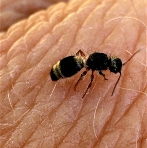 Mutillidae (family) at Aranda, ACT - 1 Nov 2024 04:34 PM