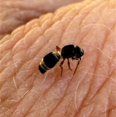 Mutillidae (family) at Aranda, ACT - 1 Nov 2024