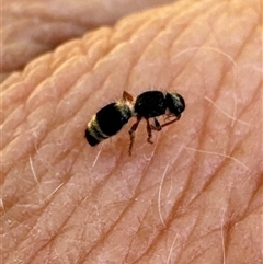 Mutillidae (family) at Aranda, ACT - 1 Nov 2024