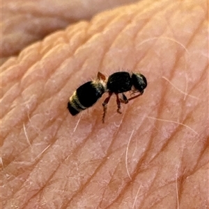 Mutillidae (family) at Aranda, ACT - 1 Nov 2024 04:34 PM