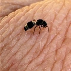 Mutillidae (family) at Aranda, ACT - 1 Nov 2024