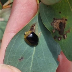 Paropsisterna cloelia at Bungendore, NSW - 1 Nov 2024