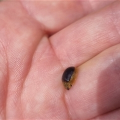 Paropsisterna cloelia at Bungendore, NSW - suppressed