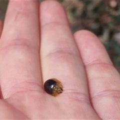 Paropsisterna cloelia at Bungendore, NSW - suppressed