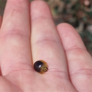 Paropsisterna cloelia at Bungendore, NSW - 1 Nov 2024