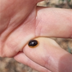 Paropsisterna cloelia at Bungendore, NSW - suppressed