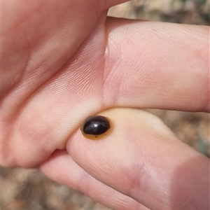 Paropsisterna cloelia at Bungendore, NSW - suppressed