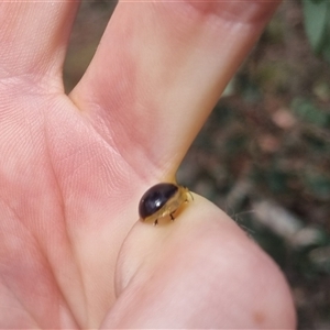 Paropsisterna cloelia at Bungendore, NSW - suppressed