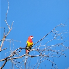 Platycercus eximius (Eastern Rosella) at Jindera, NSW - 31 Oct 2024 by Darcy