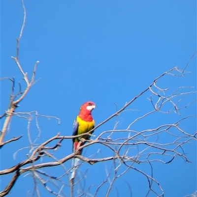 Platycercus eximius (Eastern Rosella) at Jindera, NSW - 1 Nov 2024 by Darcy