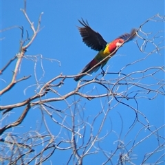 Platycercus eximius at Jindera, NSW - 1 Nov 2024